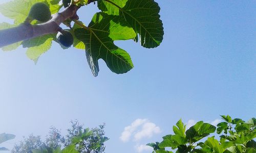 Low angle view of tree against clear sky