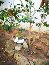 View of a cat on plant