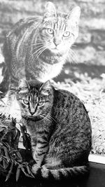 Close-up portrait of tabby