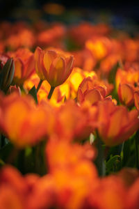 Close-up of orange flowering plant on field