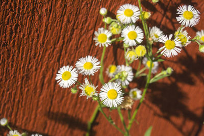 Close-up of yellow flowers