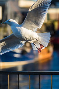 Close-up of seagull flying