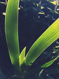 Close-up of leaves