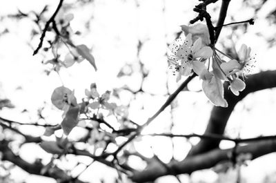 Close-up of cherry blossom tree