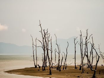 Bare tree on beach against sky