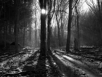 Trees in forest against sky