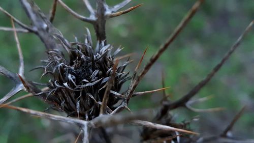 Close-up of twigs on branch