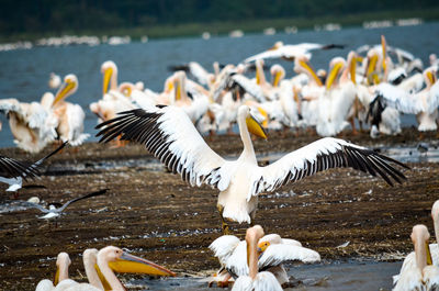 Seagulls flying over lake