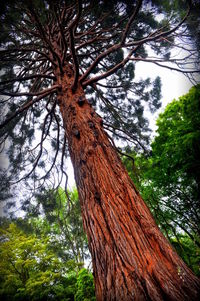 Low angle view of tree against sky