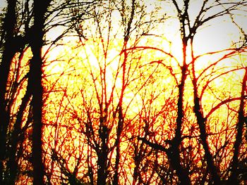 Silhouette of trees at sunset