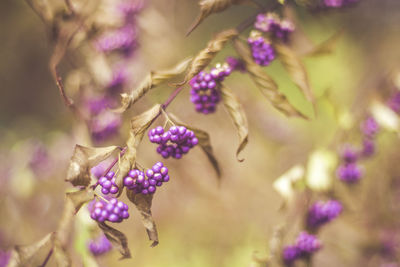 Close-up of purple flowering plants