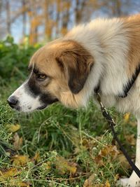 Close-up of dog looking away on field