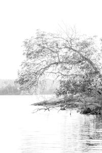 Reflection of trees in water