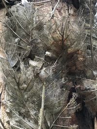 Close-up of dried plant on land