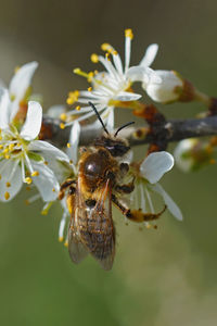 Natural vertical closeup on a female grey-gastered mining bee, andrena tibialis, drinking nectar 