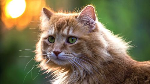 Close-up portrait of brown cat