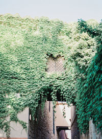 Low angle view of tree and house against sky