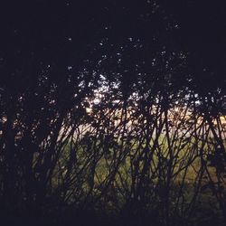 Low angle view of silhouette trees against sky at night