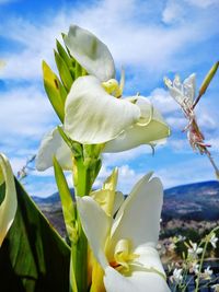 Close-up of white flowers blooming against sky