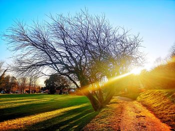 Bare tree on field against sky during sunset