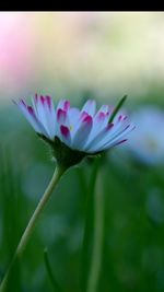 Close-up of pink flowers