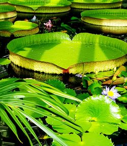 Close-up of lotus leaves floating on lake