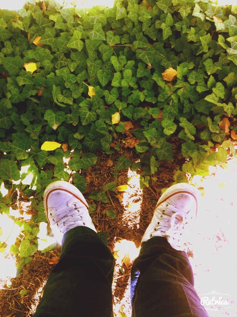 low section, person, leaf, personal perspective, lifestyles, standing, leisure activity, shoe, growth, men, plant, nature, human foot, green color, tree, autumn, leaves