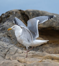 Close-up of seagull on rock