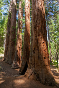 Close-up of tree trunk in forest