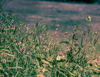 Close-up of flowering plants on field