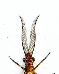 Close-up of insect