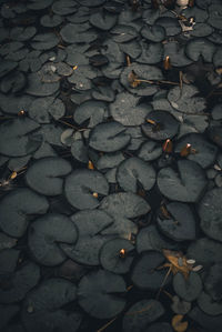 High angle view of leaves floating on lake