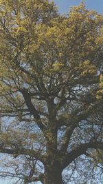 Low angle view of trees