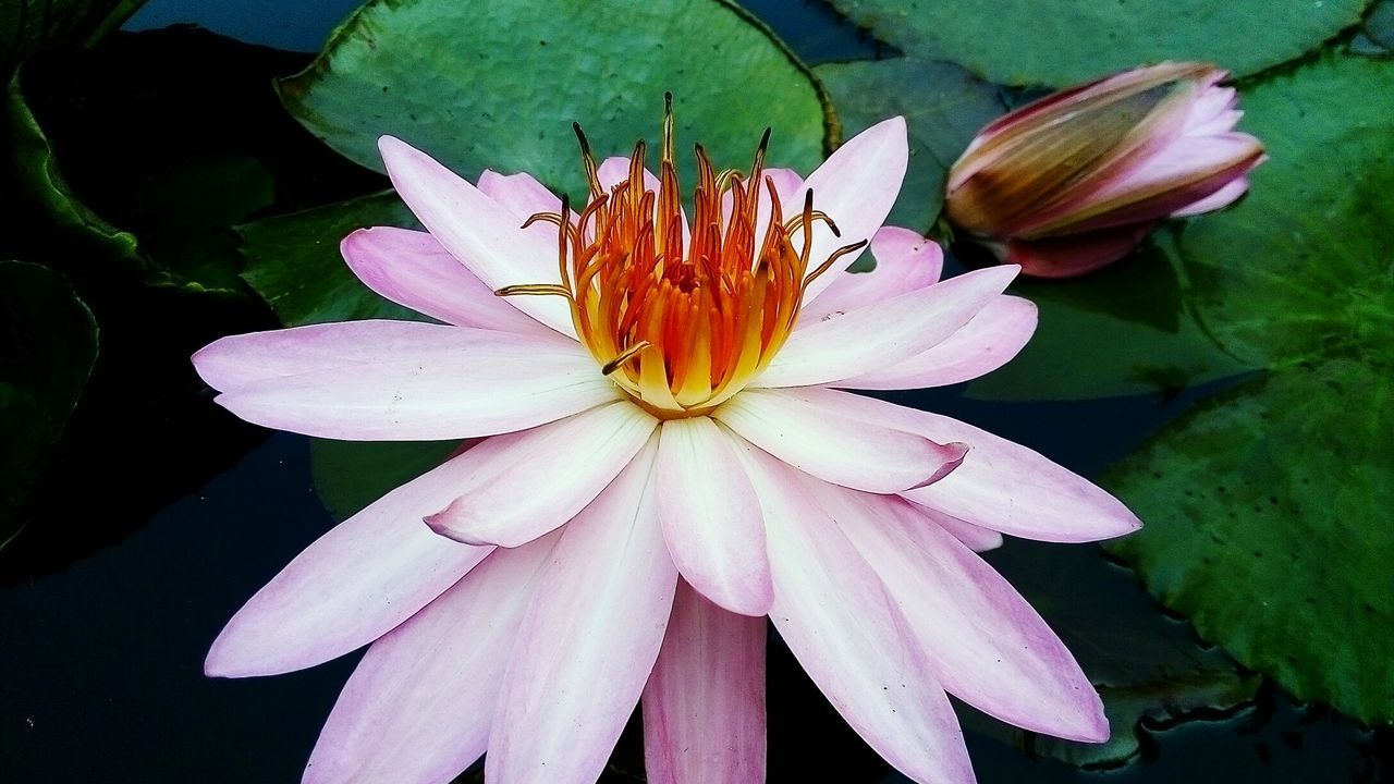 Lilly in pond
