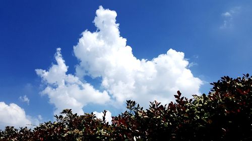 Low angle view of trees against blue sky