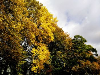 Low angle view of trees against sky