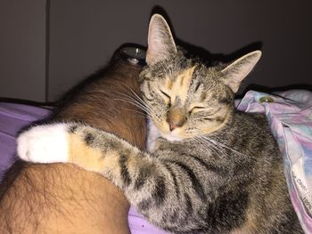 Close-up of cat resting on bed