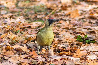 View of bird on dry leaves on field