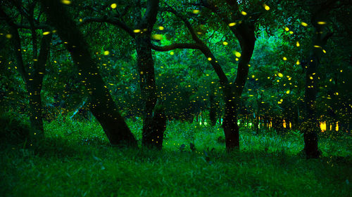 Trees in forest at night