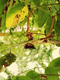 Low angle view of bee on tree