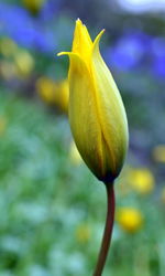 Close-up of yellow flowering plant