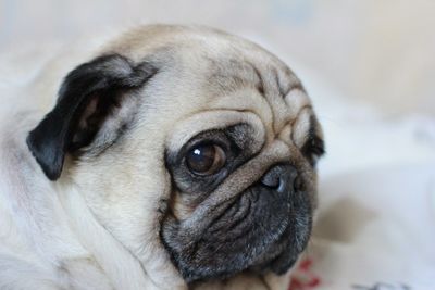 Close-up of pug