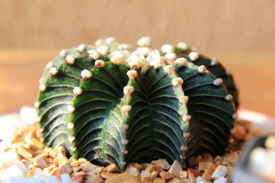 Close-up of succulent plant on table