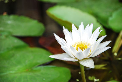 Close-up of white water lily blooming outdoors