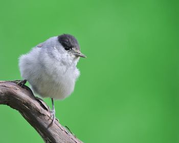 Close-up of bird perching on tree