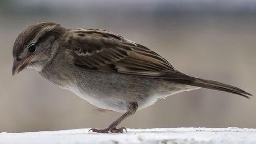 Close-up of sparrow perching on snow