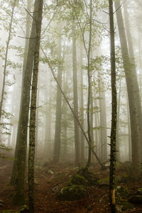 Trees in forest