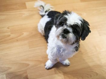 pet