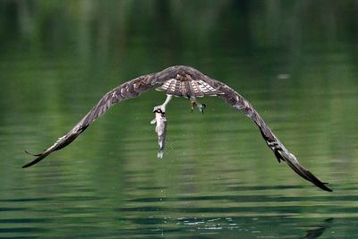 Bird flying over a lake