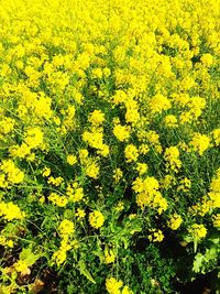 Yellow flowers growing on field